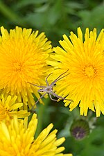 Thumbnail for File:Spider on a dandelion flower.jpg