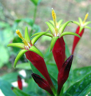 <i>Spigelia marilandica</i> Species of plant