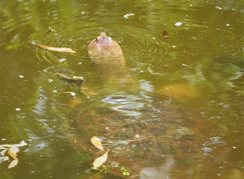 File:Spiny Softshell (Apalone spinifera) ? (26335082999).jpg