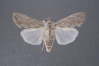 Spodoptera albula