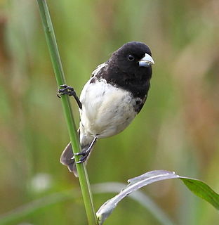 Duboiss seedeater Species of bird