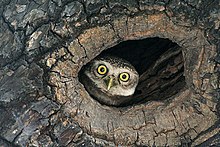 Spotted owlet Spotted Owlet (Athene brama) at Kolkata I IMG 2200.jpg