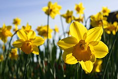 Spring daffodils.jpg