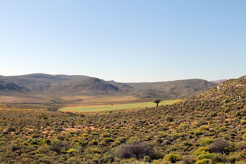 File:Springbok, Namaqualand, Northern Cape, South Africa (10993682676).jpg