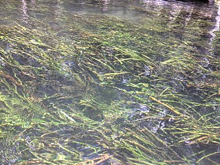 <i>Sagittaria kurziana</i> Species of aquatic plant