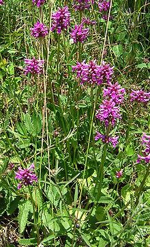 Stachys Officinalis Betony Identification Distribution Habitat