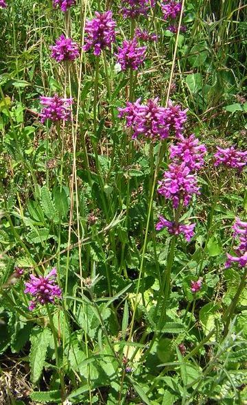 Épiaire officinale