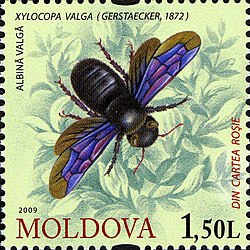 Бджола ксилокопа звичайна. Її можна побачити на поштових мініатюрах Гвінеї-Бісау (2009) і Мальдівів (2019), а також у "Європейському Червоному списку бджіл"[25], Червоних книгах Польщі[26], Молдови та Росії[23]