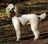 Cream Standard Poodle, Lamb clip with high-shaved feet