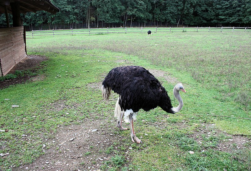 File:Stangerode, Tiergehege im Leinetal, Strauß-1.jpg