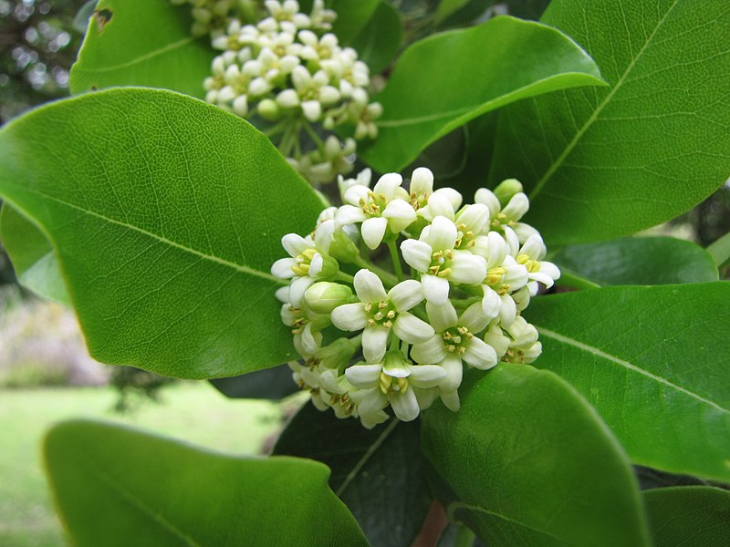 File:Starr-120312-3790-Pittosporum viridiflorum-flowers and leaves-Kula Botanical Garden-Maui (24842114710).jpg