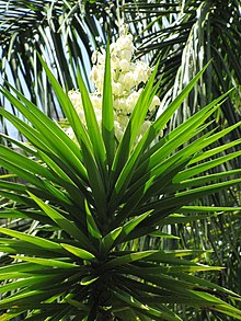 Starr-120522-6291-Yucca elephantipes-flowers-Iao Tropical Gardens of Maui-Maui (25117106836).jpg