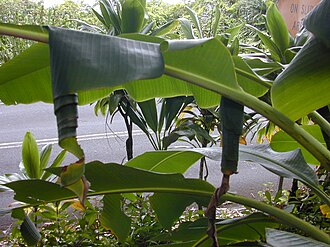 Rolled banana leaf caused by Erionota thrax Starr 020813-0021 Musa sp..jpg