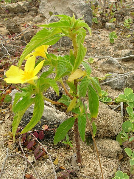 File:Starr 050519-1726 Turnera ulmifolia.jpg