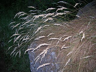 <i>Austrodanthonia</i> Genus of grasses