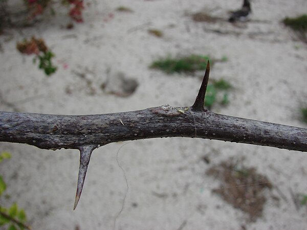 Close-up photo of Bougainvillea spectabilis in Hawaii, showing thorns