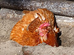 Category:Chickens sandbathing - Wikimedia Commons