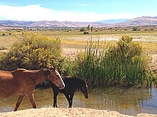 Reno Nevada and the Truckee Meadows south west of the Reno Tahoe International Airport has a large herd of mustang horses. These horses nurse and range around the runoff of Steamboat Creek. The mustang is a notable iconic image of the Nevada range land, which includes Reno.