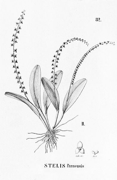 File:Stelis paraensis - cutout from Flora Brasiliensis 3-4-82 fig II.jpg