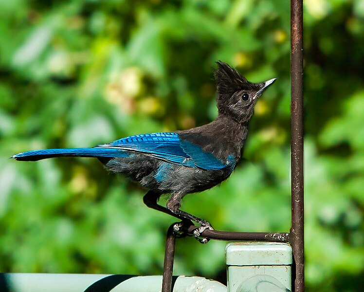 File:Steller's Jay, Salem, Oregon (9263604009).jpg