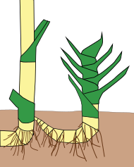 Culmo. Amarillo: tallo del culmo. Verde: hojas. La primera ramificación del tallo es el comienzo de la inflorescencia.