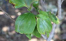 Stenocarpus trinervis RBG Sydney.jpg