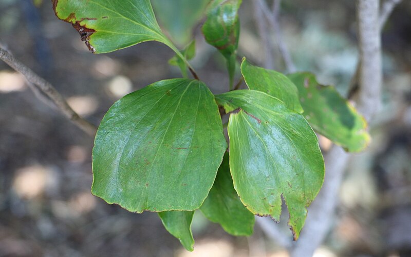 File:Stenocarpus trinervis RBG Sydney.jpg