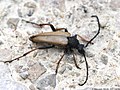 Stictoleptura rubra (Linnaeus, 1758)