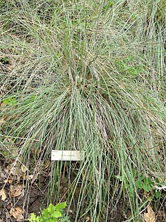 <i>Stipa lemmonii</i> species of plant