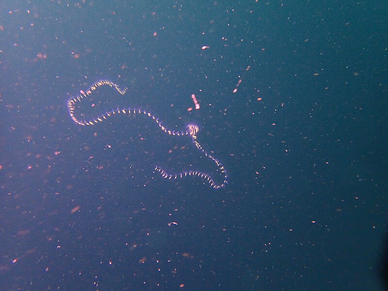 File:String of salps? at Whittle Rock P1160148.jpg