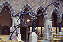 Смонтированный слепок скелета Struthiomimus sedens, Музей естественной истории Оксфордского университета