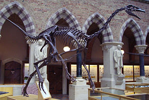 Skeleton of Struthiomimus