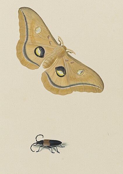 File:Studies of a silk moth and a beetle - Ann Lee - 107-1973-56.jpg