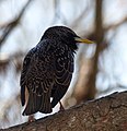 * Nomination Sturnus vulgaris in parc de Bercy, Paris, France --Tsaag Valren 11:34, 1 April 2019 (UTC) * Decline Chromatic aberrations on the tail, and the subject is underexposed. --Ruthven 15:42, 1 April 2019 (UTC)