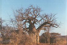 Wildlife camp in the Gonarezhou National Park Swimuwini.jpg