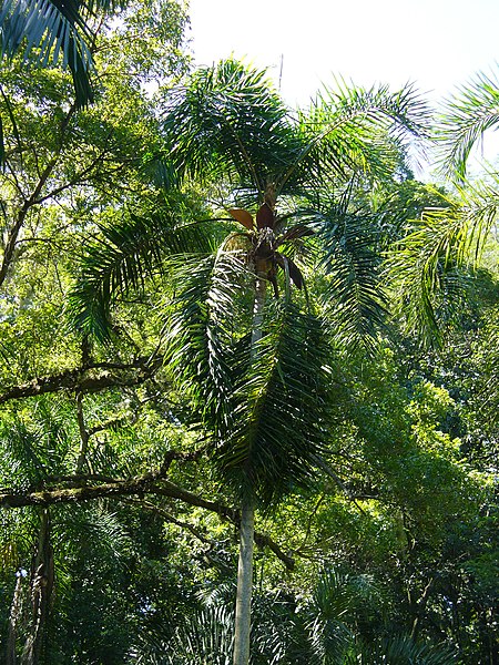 Syagrus pseudococos