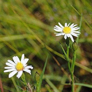 <i>Symphyotrichum tenuifolium</i> Species of flowering plant in the family Asteraceae native to the United States and West Indies