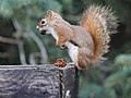 * Nomination American red squirrel --Cephas 09:17, 26 March 2023 (UTC) * Promotion  Support Good quality. --Palauenc05 11:00, 26 March 2023 (UTC)