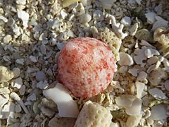 Une troque (Tectus sp.), échoué sur la plage.