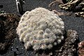 Mammillaria compressa