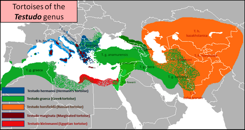 File:Testudo tortoises - distribution map.png