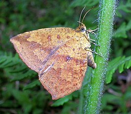 Tetragonus catamitus