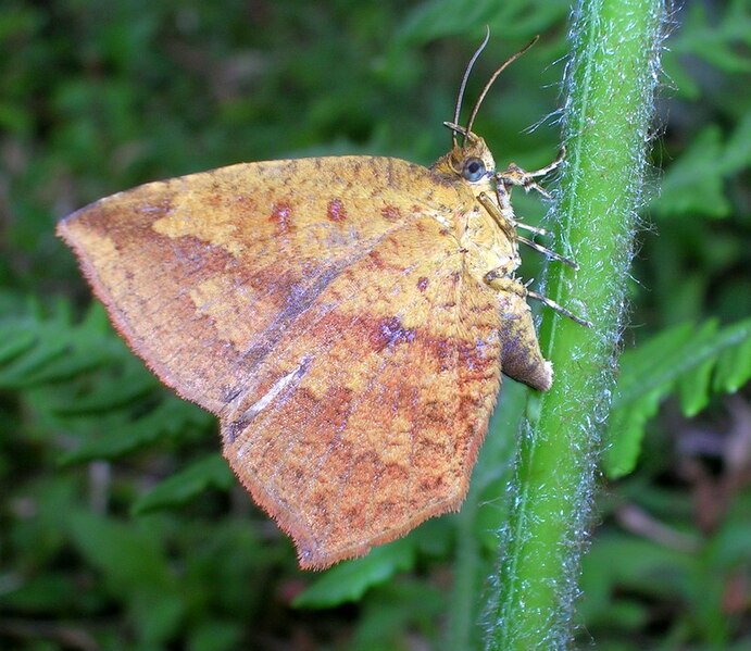 File:Tetragonus catamitus India.jpg