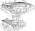 Tettigarcta crinita の翅脈[7]