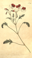 "[ 240 ] Pelargonium Tricolor. Three-Coloured Crane's-Bill."