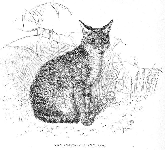 File:The Jungle Cat (Felis chaus)...223.jpg