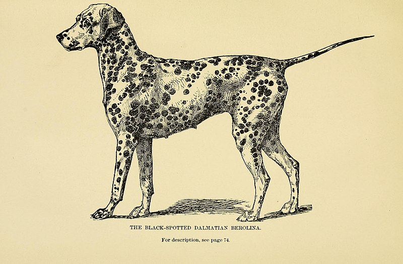 File:The dog in health and in disease - including his origin, history, varieties, breeding, education, and general management in health, and his treatment in disease (1895) (20366242044).jpg