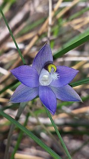 <i>Thelymitra brevifolia</i> Species of orchid