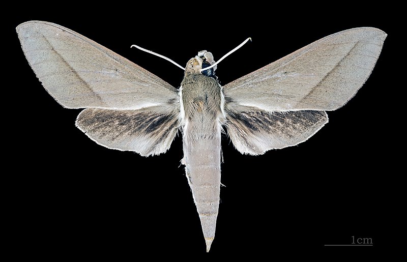 File:Theretra incarnata MHNT CUT 2010 0 103 Australia male dorsal.jpg