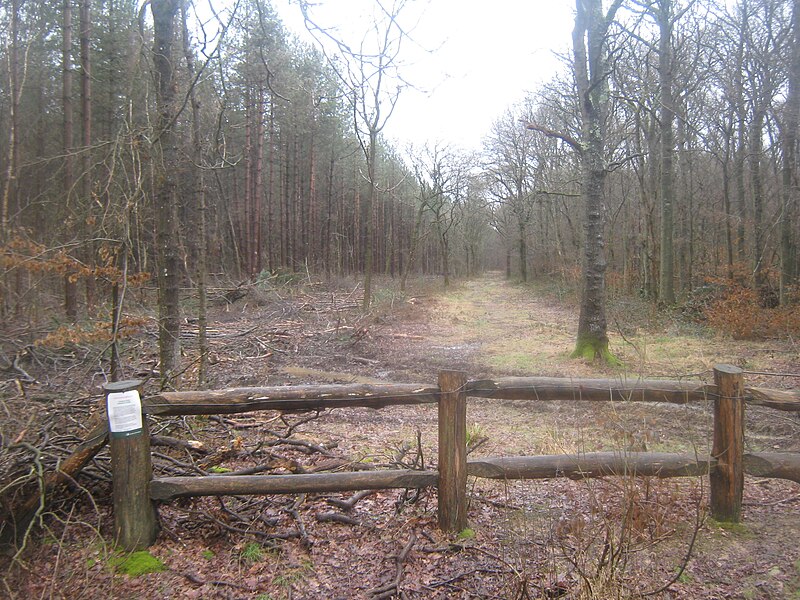 File:Thinning and Felling in Longrope Wood - geograph.org.uk - 1726400.jpg